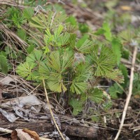 Actiniopteris radiata  (Sw.) Link